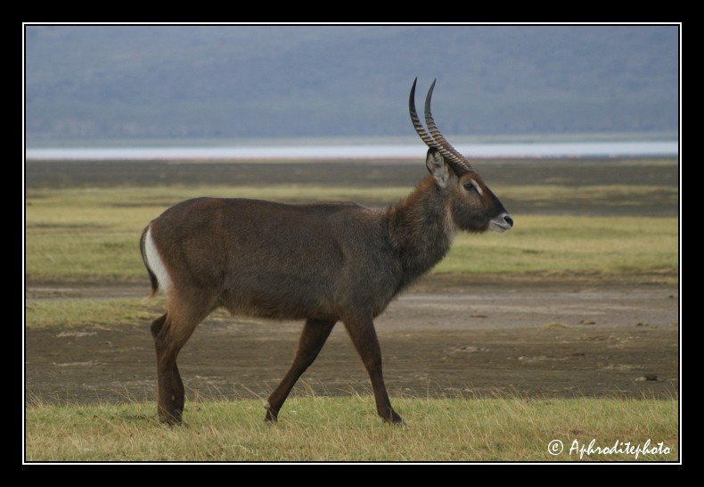 38 Safari Kenya